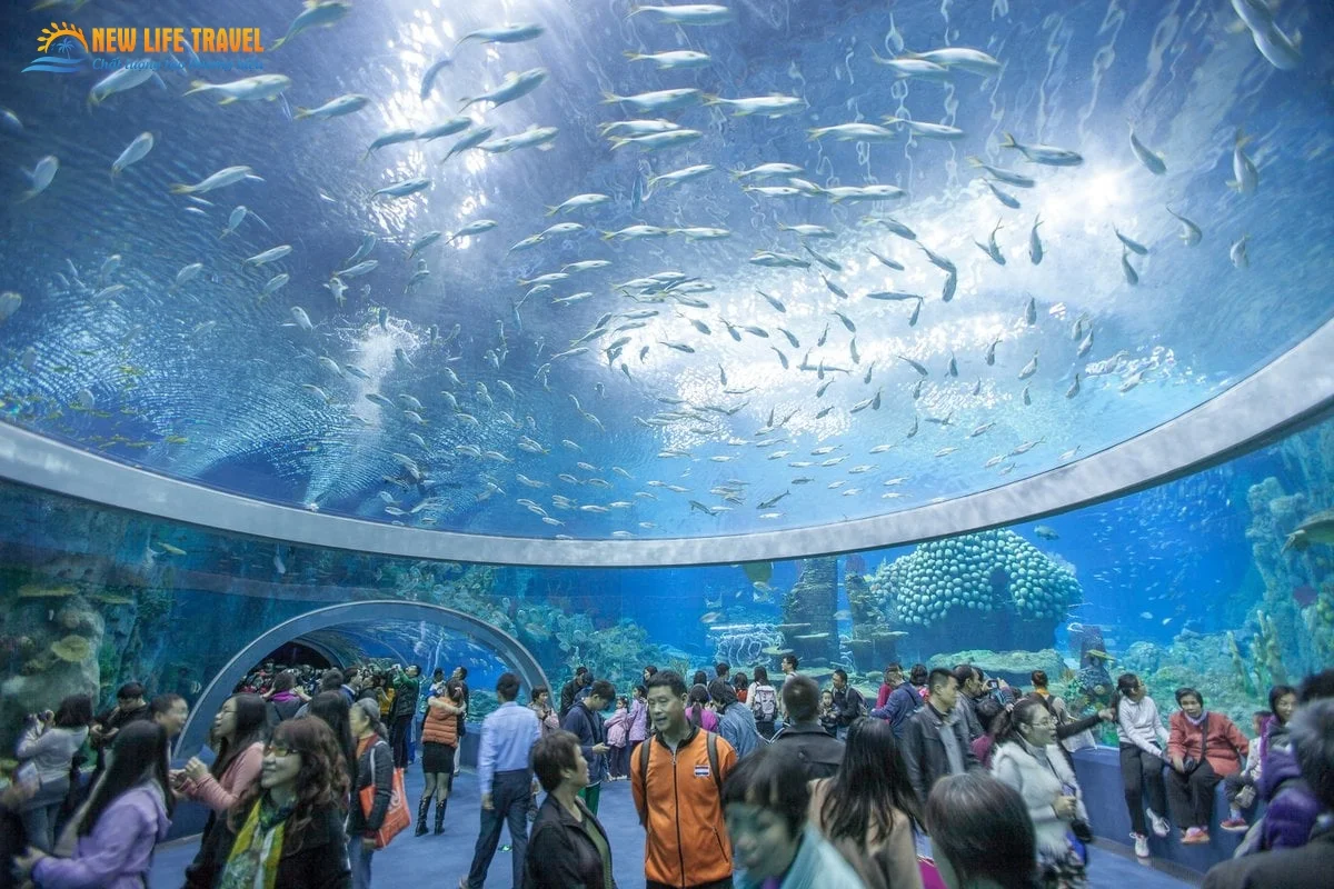 Exploring the Wonders of the Nha Trang Institute of Oceanography