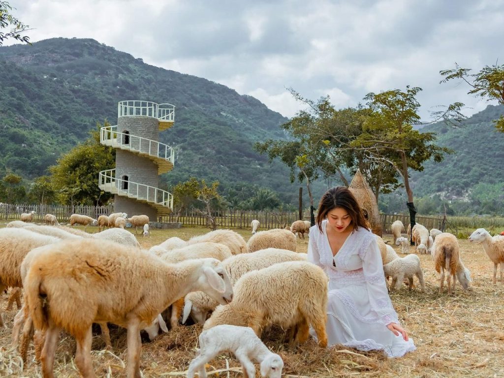 Tourists enjoying picturesque pastoral landscape and friendly sheep at Suoi Tien Sheep Farm on the Vinh Hy coastal route